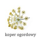 koper_ogorkowy